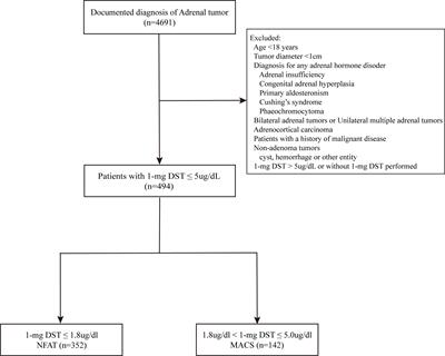 Frontiers | Association Between Contralateral Adrenal And Hypothalamus ...